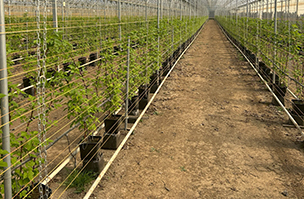Irrigation system treatment restores water flows and profits